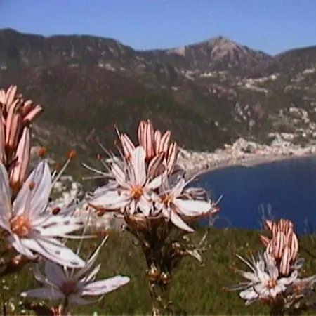 Casaeolia
